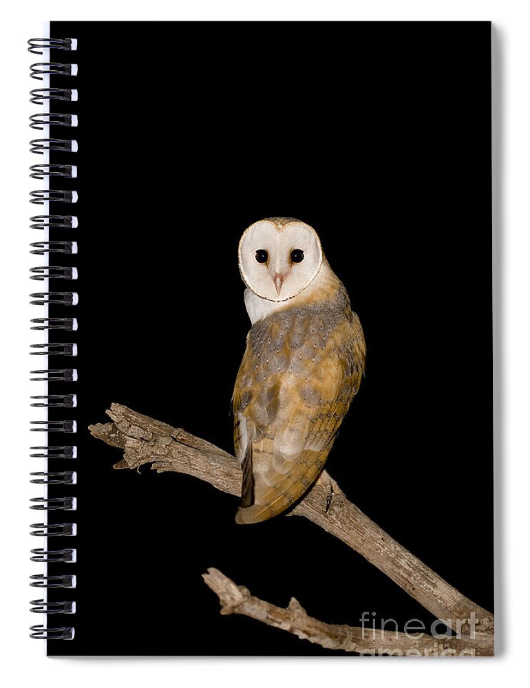 Alertness Spiral Notebook featuring the photograph Barn Owl Tyto alba by Eyal Bartov