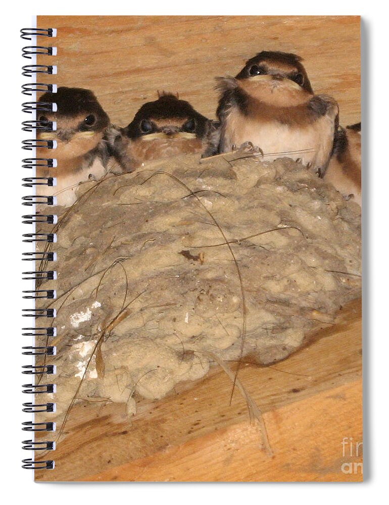 Barn Swallow Spiral Notebook featuring the photograph Barn Swallow Chicks 2 by Conni Schaftenaar