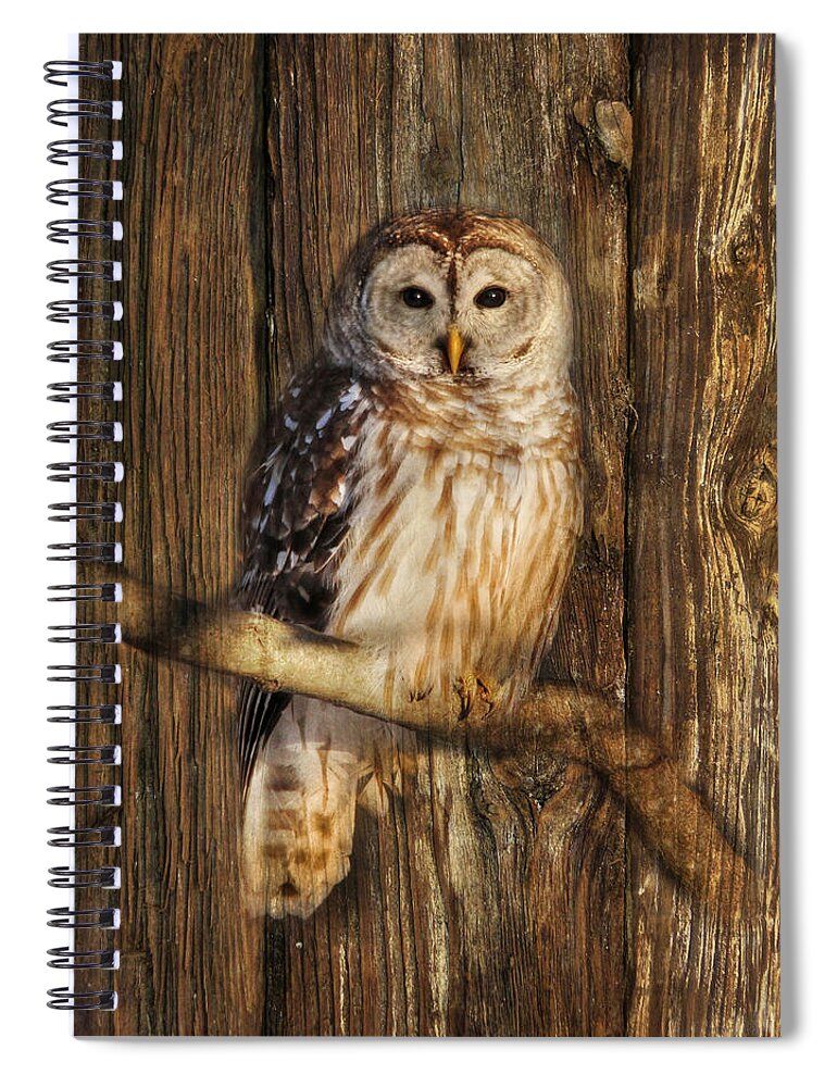 Barred Owl Spiral Notebook featuring the photograph Barred Owl 1 by Lori Deiter