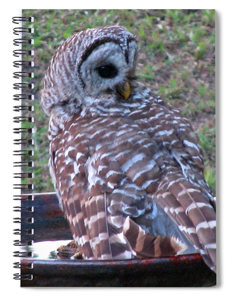 Barred Owl Spiral Notebook featuring the photograph Barred Owl Taking a Dip by Jimmie Bartlett