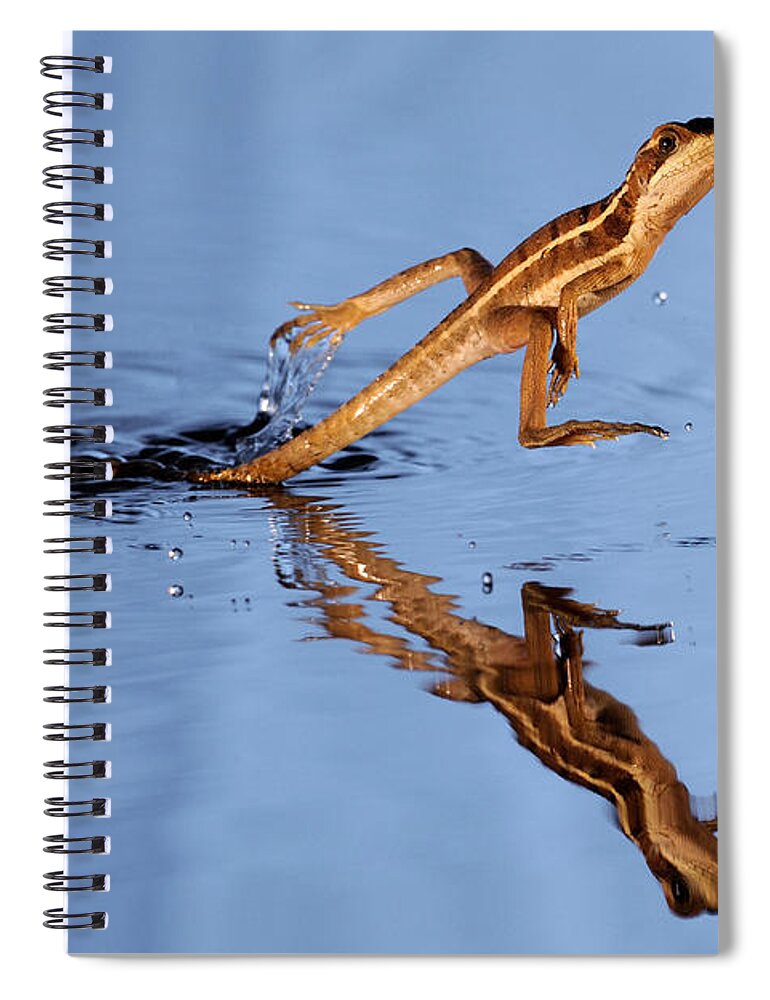 Movement Spiral Notebook featuring the photograph Basilisk Running Across Water by Scott Linstead