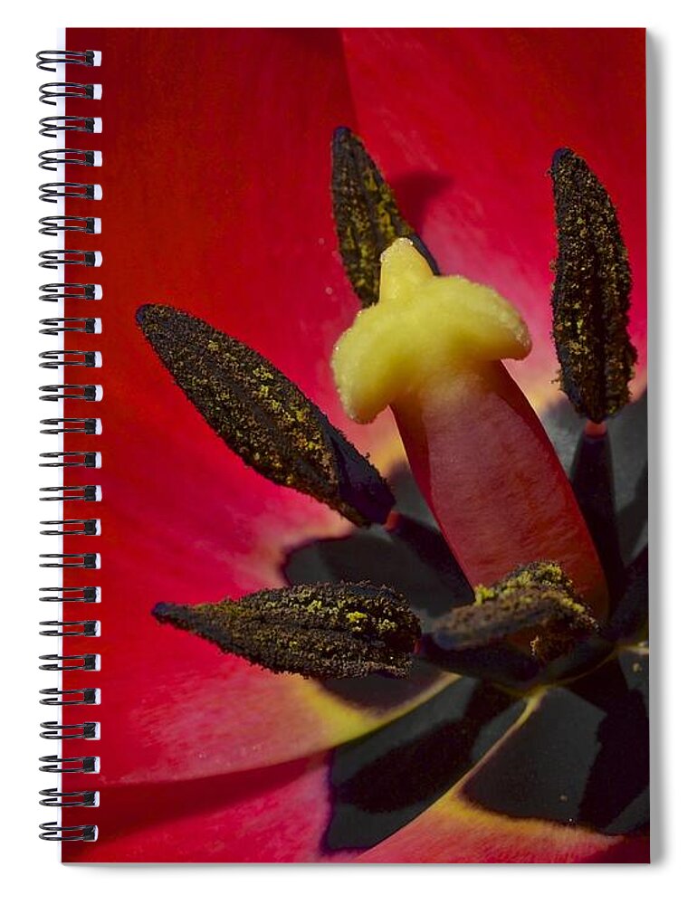 Basking Spiral Notebook featuring the photograph Basking in the Sun by Frozen in Time Fine Art Photography