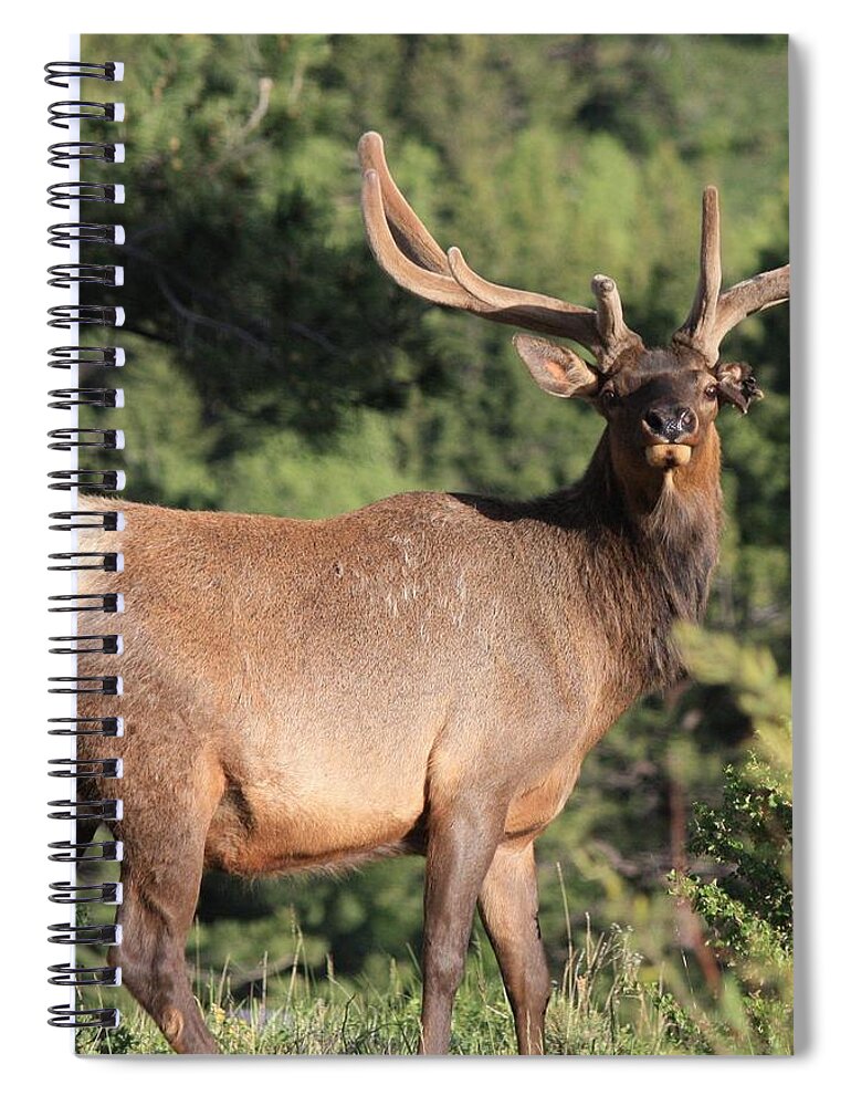 Elk Spiral Notebook featuring the photograph Battle Scars by Shane Bechler