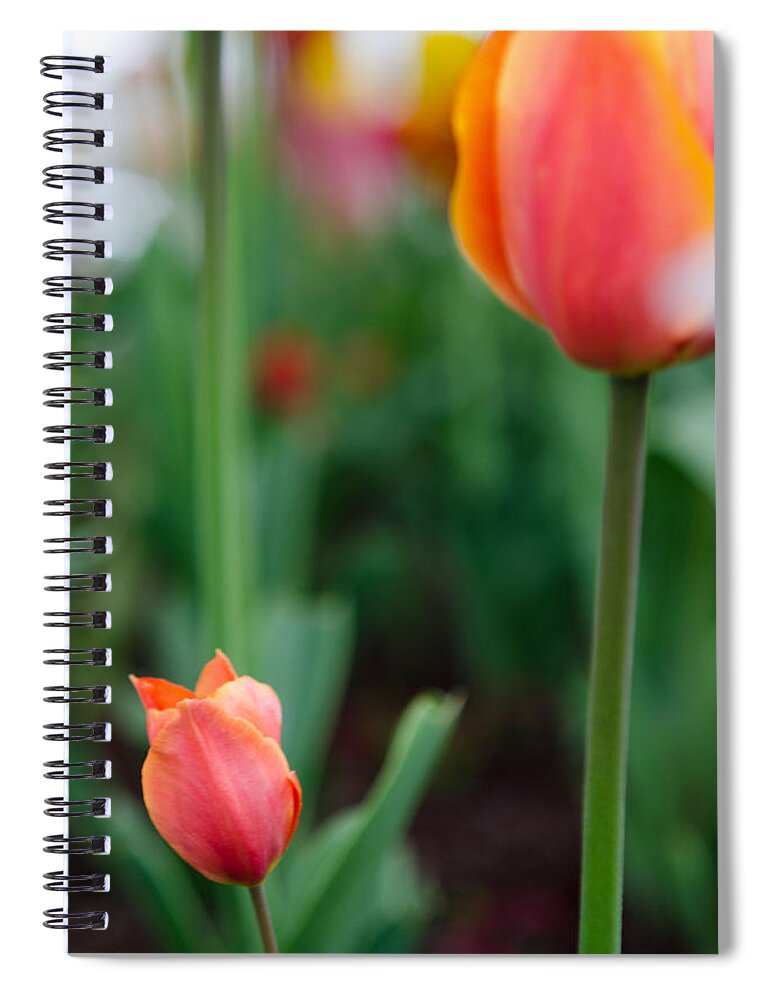 Tulip Spiral Notebook featuring the photograph Be Like Mom by Kathy Paynter