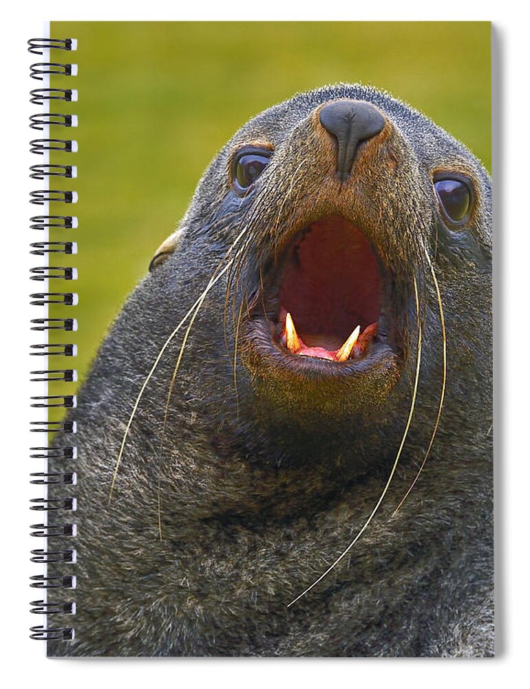 Antarctic Fur Seal Spiral Notebook featuring the photograph Beach Master by Tony Beck