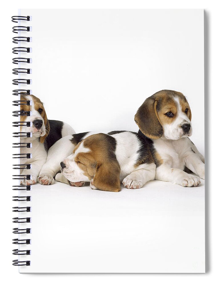 Beagle Spiral Notebook featuring the photograph Beagle Puppies, Row Of Three, Second by John Daniels