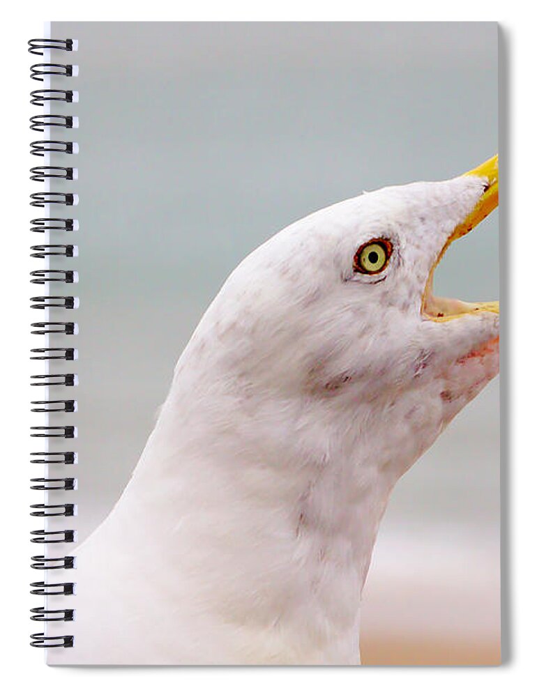 Hungry Seagull Spiral Notebook featuring the photograph Beak by Jeremy Hayden