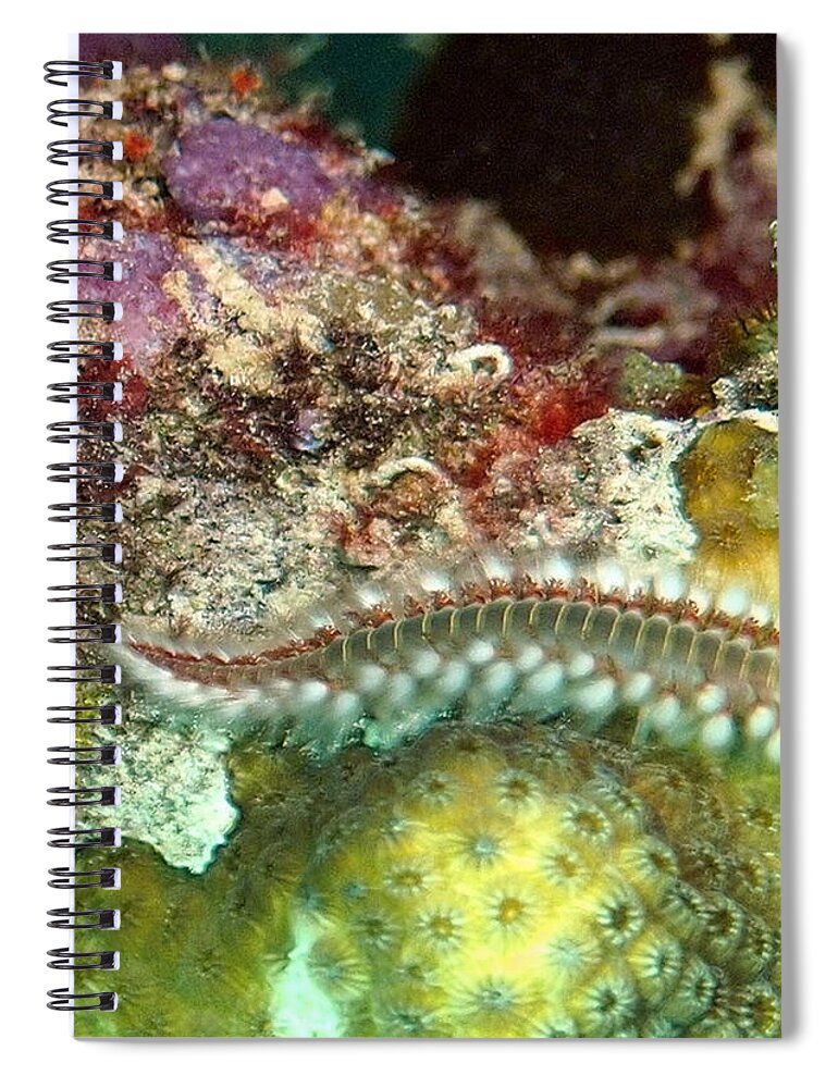 Nature Spiral Notebook featuring the photograph Bearded Fireworm on Rainbow Coral by Amy McDaniel