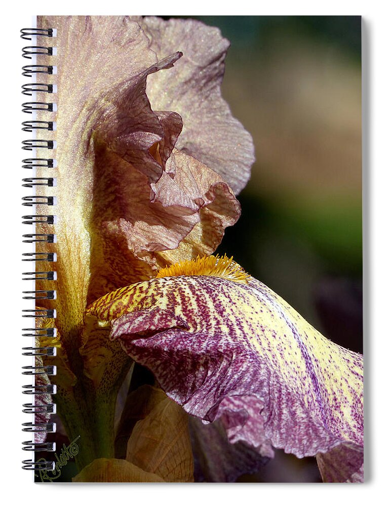 Iris Spiral Notebook featuring the photograph Bearded Iris #1 by Ann Ranlett