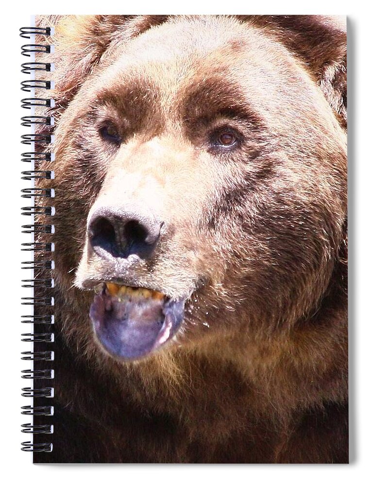 Grizzly Spiral Notebook featuring the photograph Bearing My Teeth by Shane Bechler