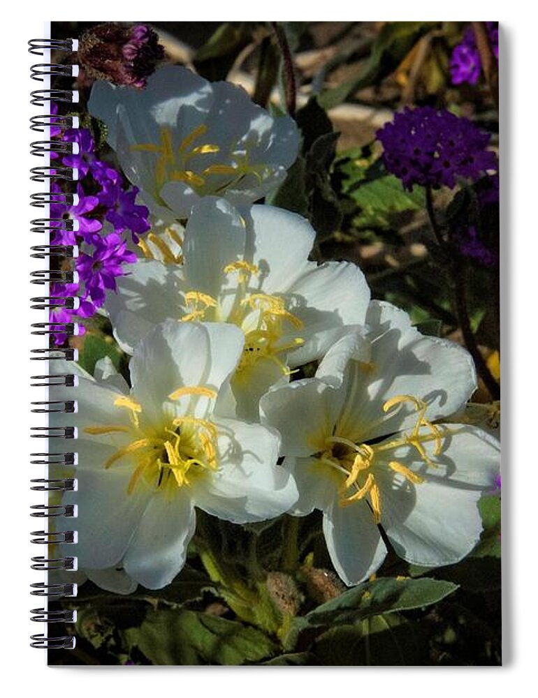 Anza Borrego Spiral Notebook featuring the photograph Beautiful Companions by Lynn Bauer
