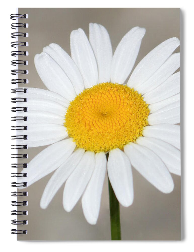 Christian Spiral Notebook featuring the photograph Beautiful Daisy by Anita Oakley