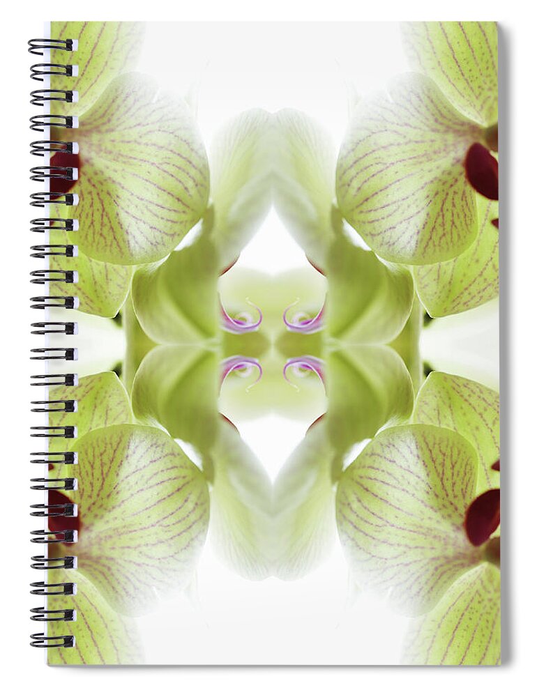 Tranquility Spiral Notebook featuring the photograph Beautiful, Finely Textured Orchid by Silvia Otte