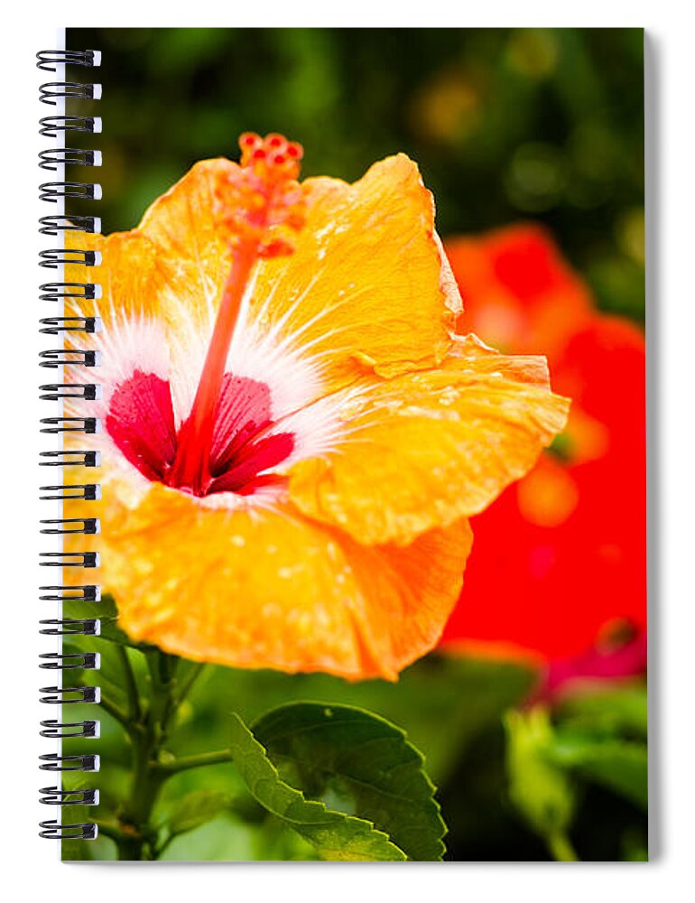Beautiful Spiral Notebook featuring the photograph Beautiful Hibiscus by Raul Rodriguez