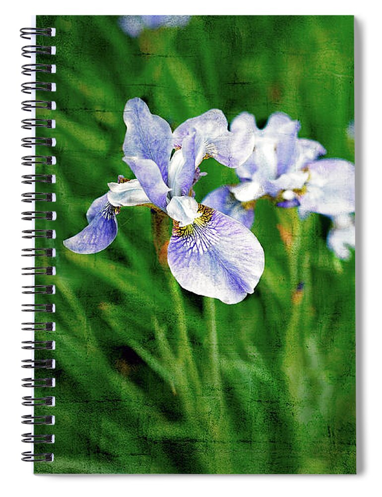 Iris Spiral Notebook featuring the photograph Beautiful Louisiana Hybrid Iris by Marianne Campolongo