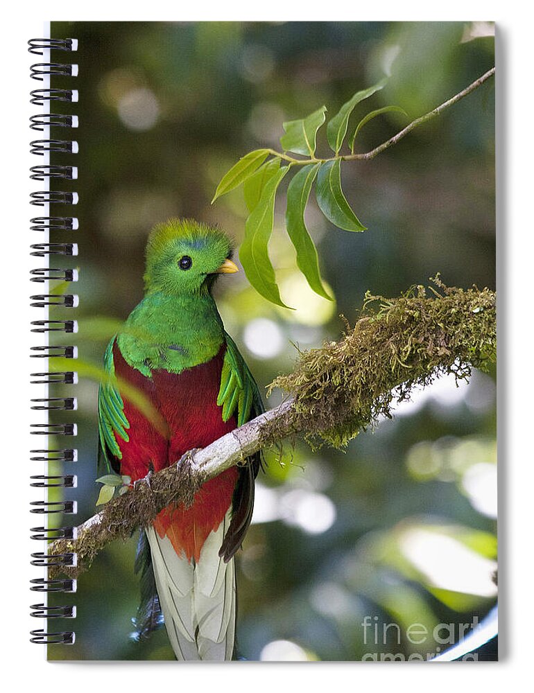 Bird Spiral Notebook featuring the photograph Beautiful Quetzal 1 by Heiko Koehrer-Wagner