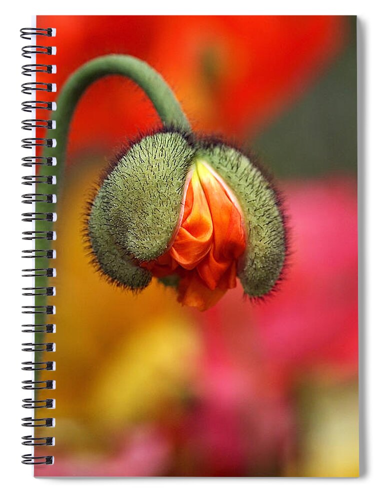 Poppy Spiral Notebook featuring the photograph Beautiful Ugly by Rona Black