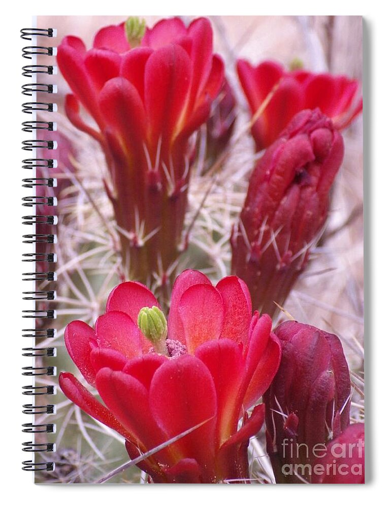Prickly Pear Spiral Notebook featuring the photograph Beauty in the Thorns by Tonya Hance