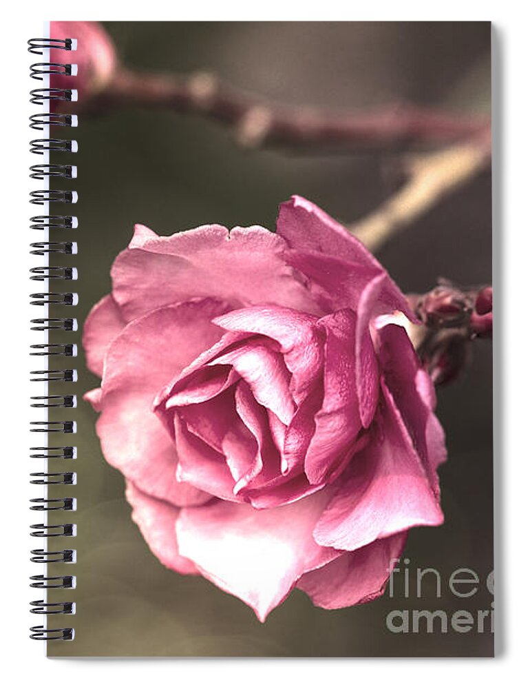Pink Spiral Notebook featuring the photograph Beauty is a Light in the Heart by Linda Lees