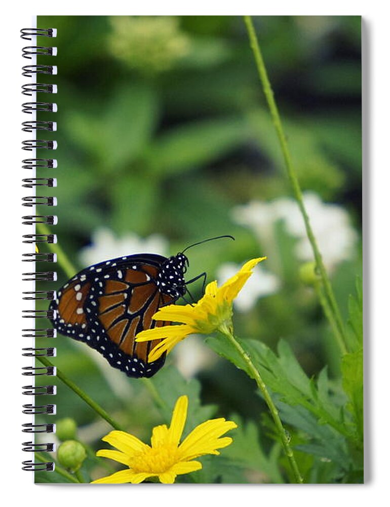 Butterfly On A Flower Spiral Notebook featuring the photograph Beauty of Spring by Laurie Perry