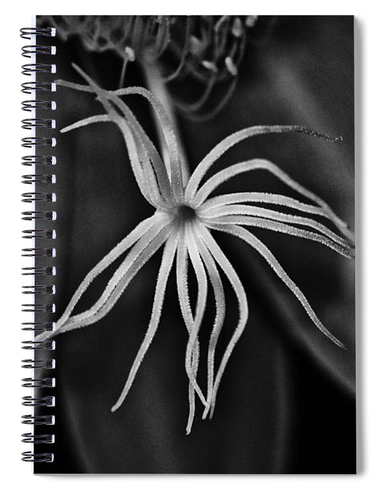 Night Blooming Cereus Spiral Notebook featuring the photograph Beckoning by Sue Capuano