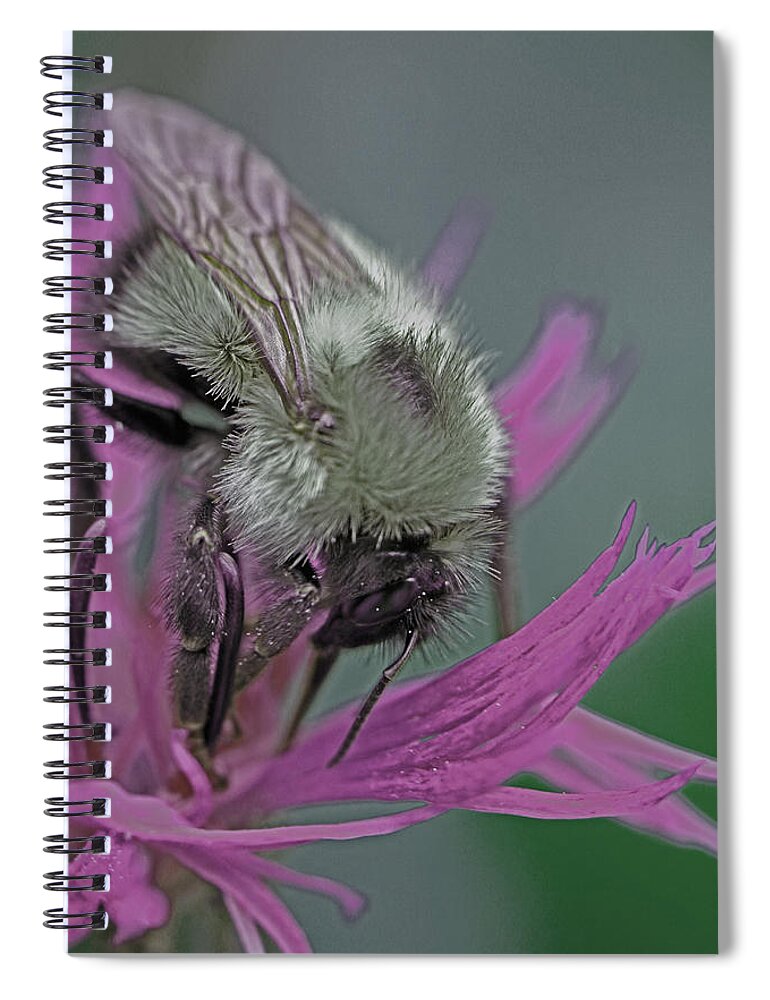 Insects Spiral Notebook featuring the photograph Bee Calm by Jennifer Robin