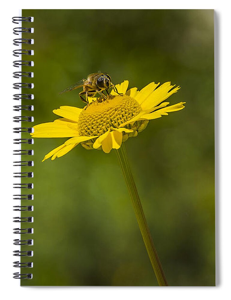Insect Spiral Notebook featuring the photograph Bee on flower by Paulo Goncalves