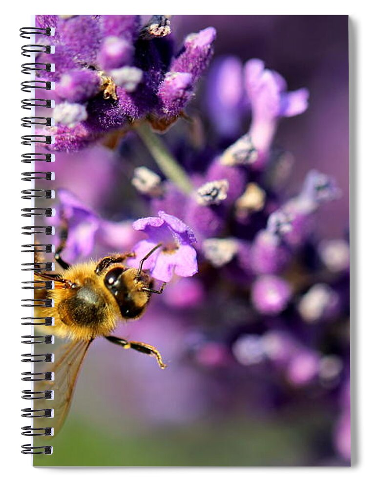 Bee Spiral Notebook featuring the photograph Bee on the Lavender Branch by Amanda Mohler