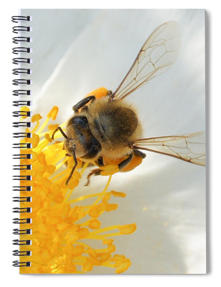 Bee Spiral Notebook featuring the photograph Bee-U-tiful Squared by TK Goforth