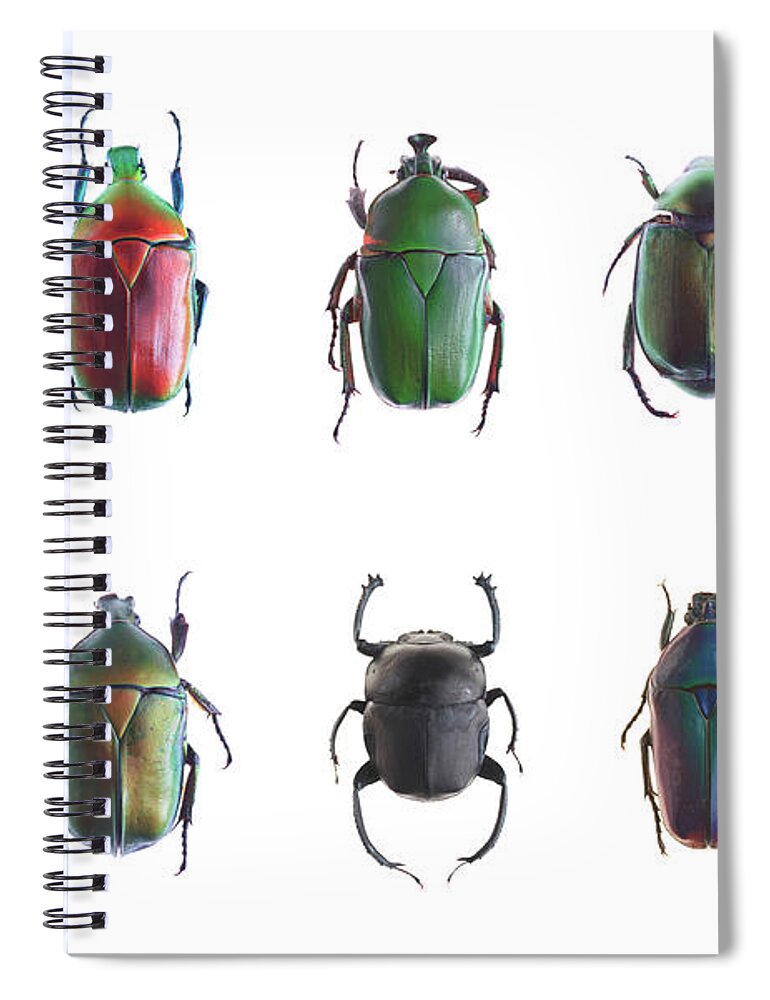 Horned Spiral Notebook featuring the photograph Beetle by Real444