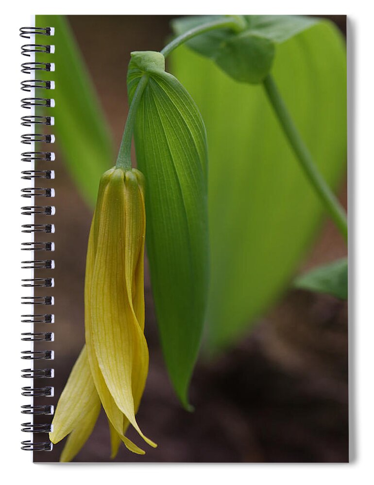 Bellwort Spiral Notebook featuring the photograph Bellwort Or Uvularia grandiflora by Daniel Reed