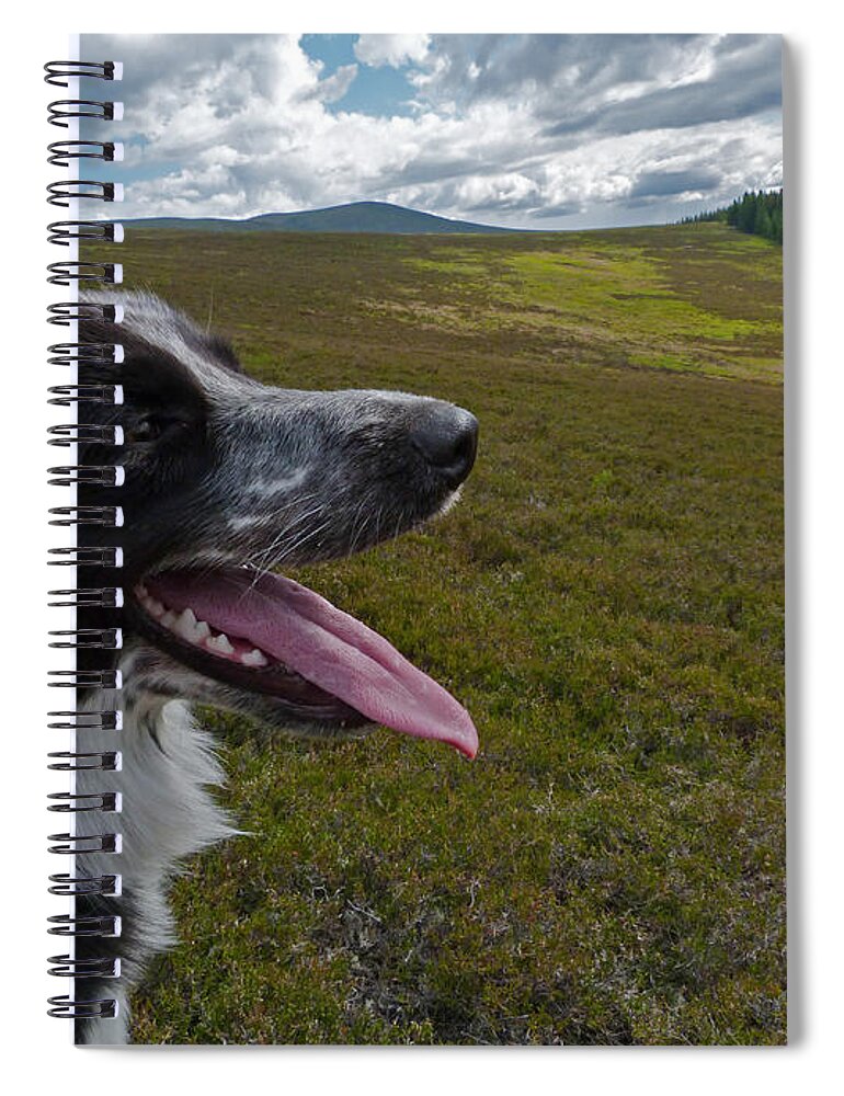 Dogs Spiral Notebook featuring the photograph Ben - Border Collie by Phil Banks