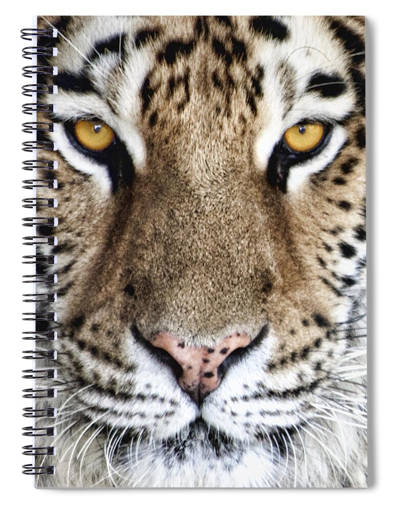 Tiger Spiral Notebook featuring the photograph Bengal Tiger Eyes by Tom Mc Nemar