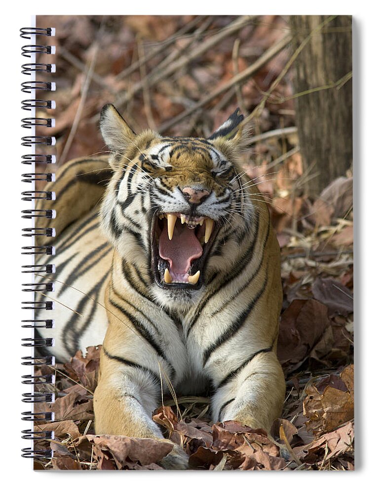 Feb0514 Spiral Notebook featuring the photograph Bengal Tiger Yawning Bandhavgarh Np by Suzi Eszterhas