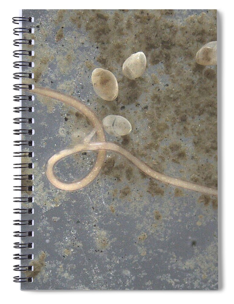 Benthic Organisms Spiral Notebook featuring the photograph Bering Sea Mud Organisms by Carleton Ray