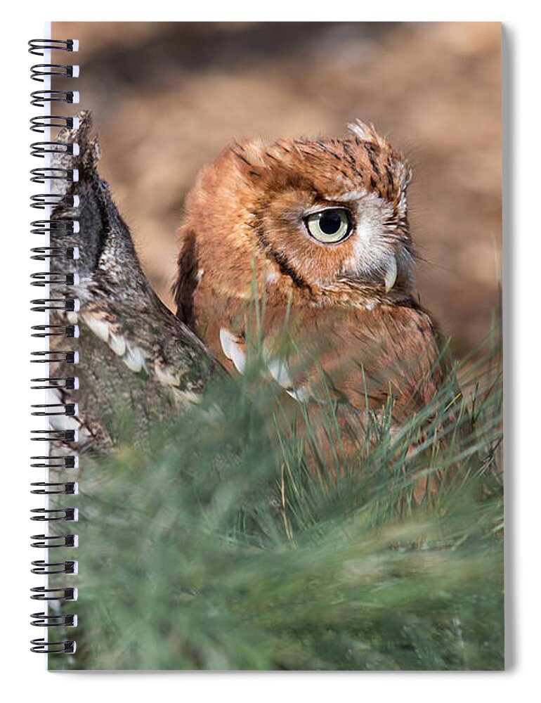 Owl Spiral Notebook featuring the photograph Best Friends by Dale Kincaid