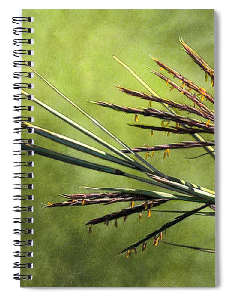 Prairie Spiral Notebook featuring the drawing Big Bluestem in Bloom by Bruce Morrison