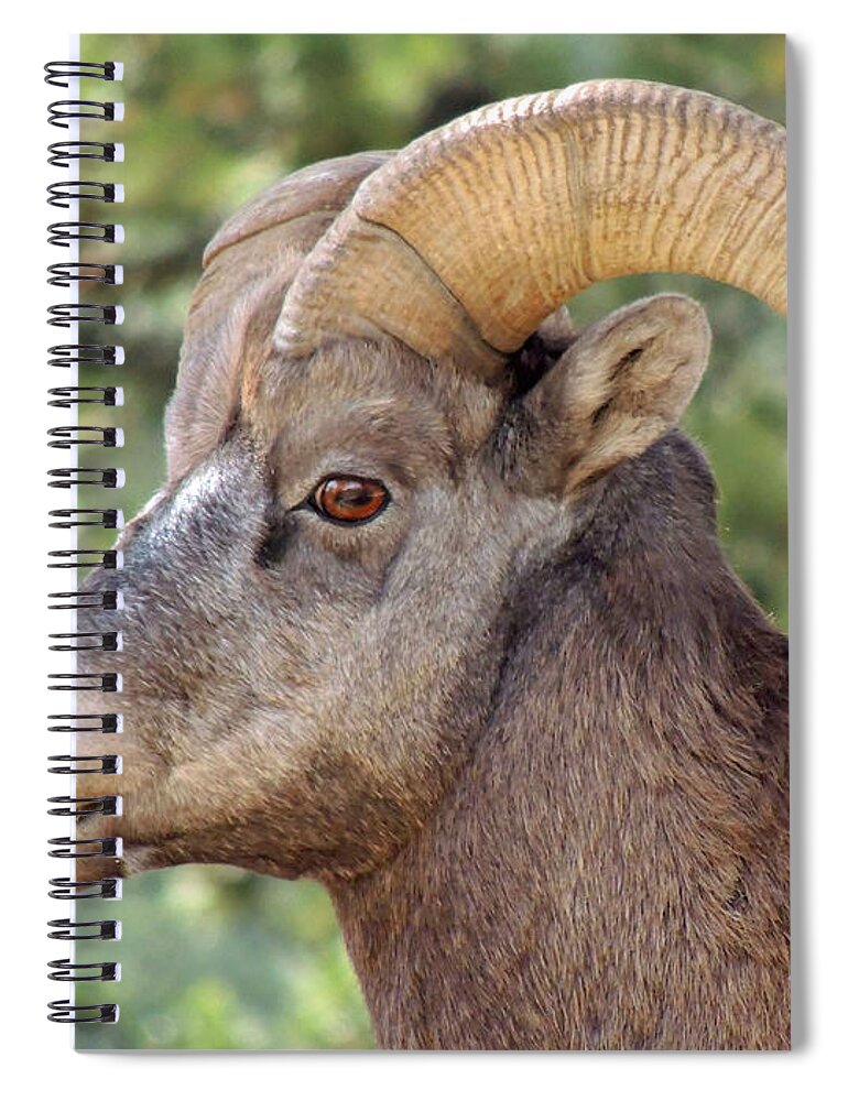Big Horn Spiral Notebook featuring the photograph Big Horn by Lynn Sprowl