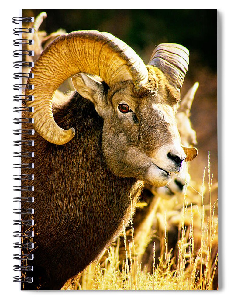 Colorado Spiral Notebook featuring the photograph Big Horns by Juli Ellen