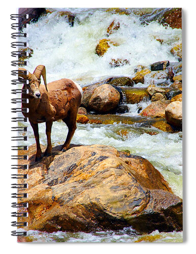 Bighorn Spiral Notebook featuring the photograph Bighorn in a Waterfall by Tranquil Light Photography