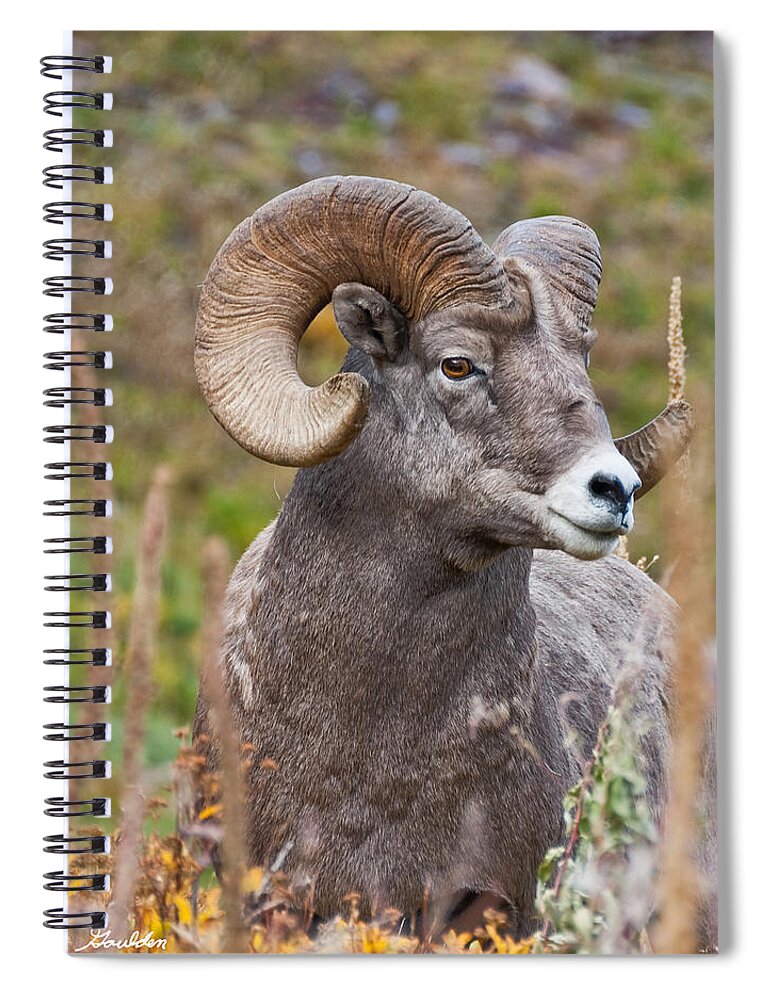 Animal Spiral Notebook featuring the photograph Bighorn Ram by Jeff Goulden