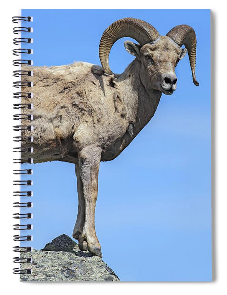 Horned Spiral Notebook featuring the photograph Bighorn Ram On Boulder by Michael J. Cohen, Photographer