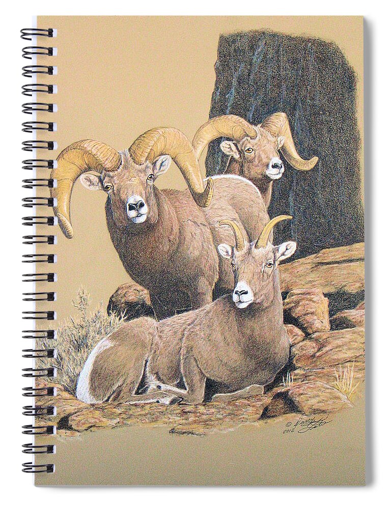 Bighorn Spiral Notebook featuring the painting Bighorn Sheep by Darcy Tate