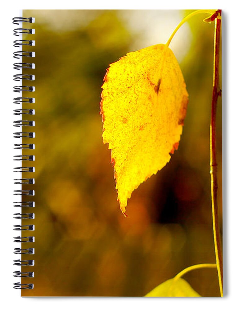Fall Spiral Notebook featuring the photograph Birch Leaves by Dariusz Gudowicz