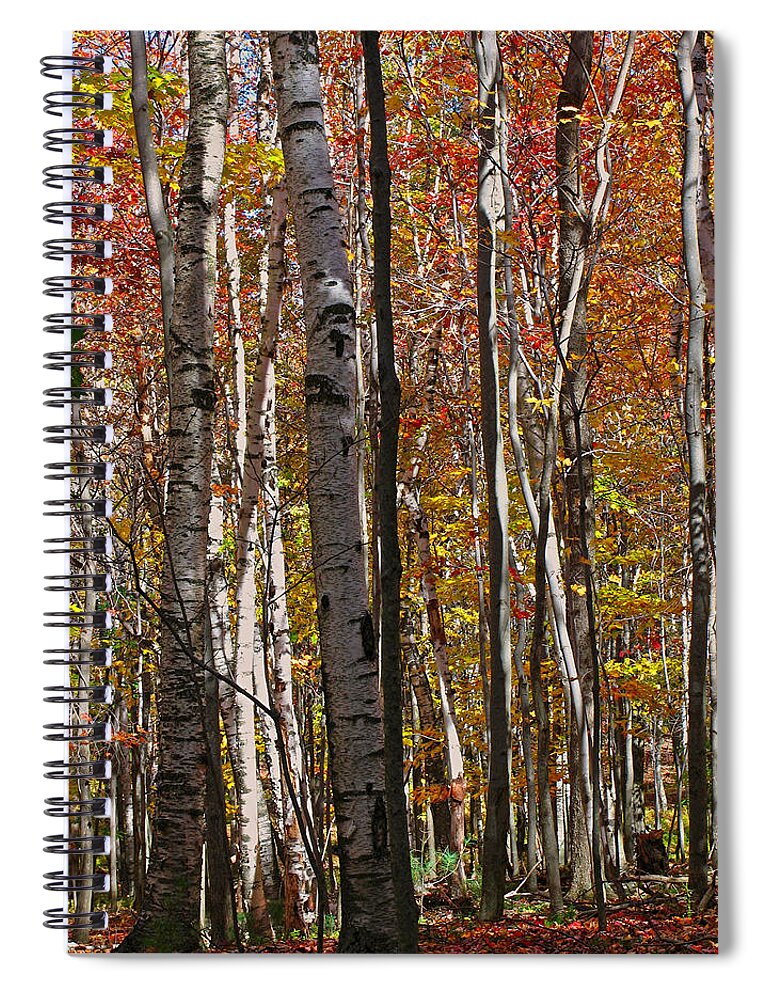 Foliage Spiral Notebook featuring the photograph Birch Trees in Autumn by Juergen Roth