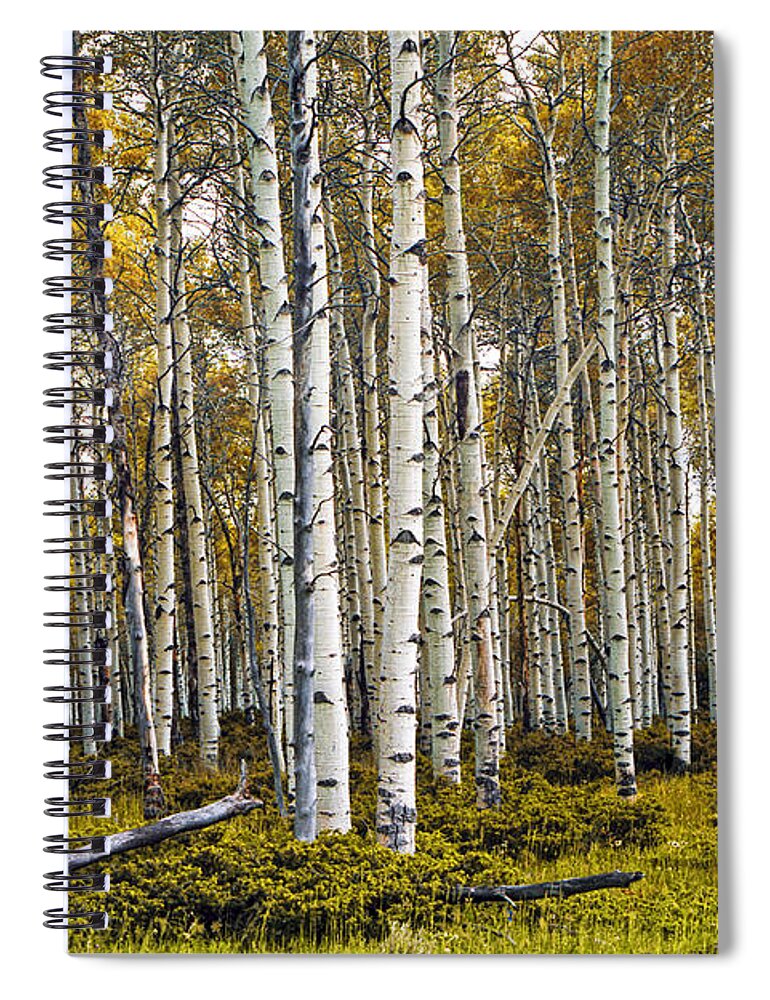 Forest Spiral Notebook featuring the photograph Aspen Trees in Autumn by Randall Nyhof
