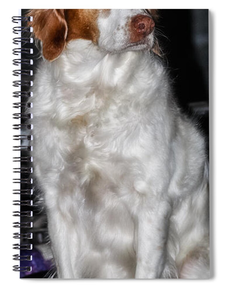 Dog Spiral Notebook featuring the photograph Bird Dog Beauty by Toma Caul