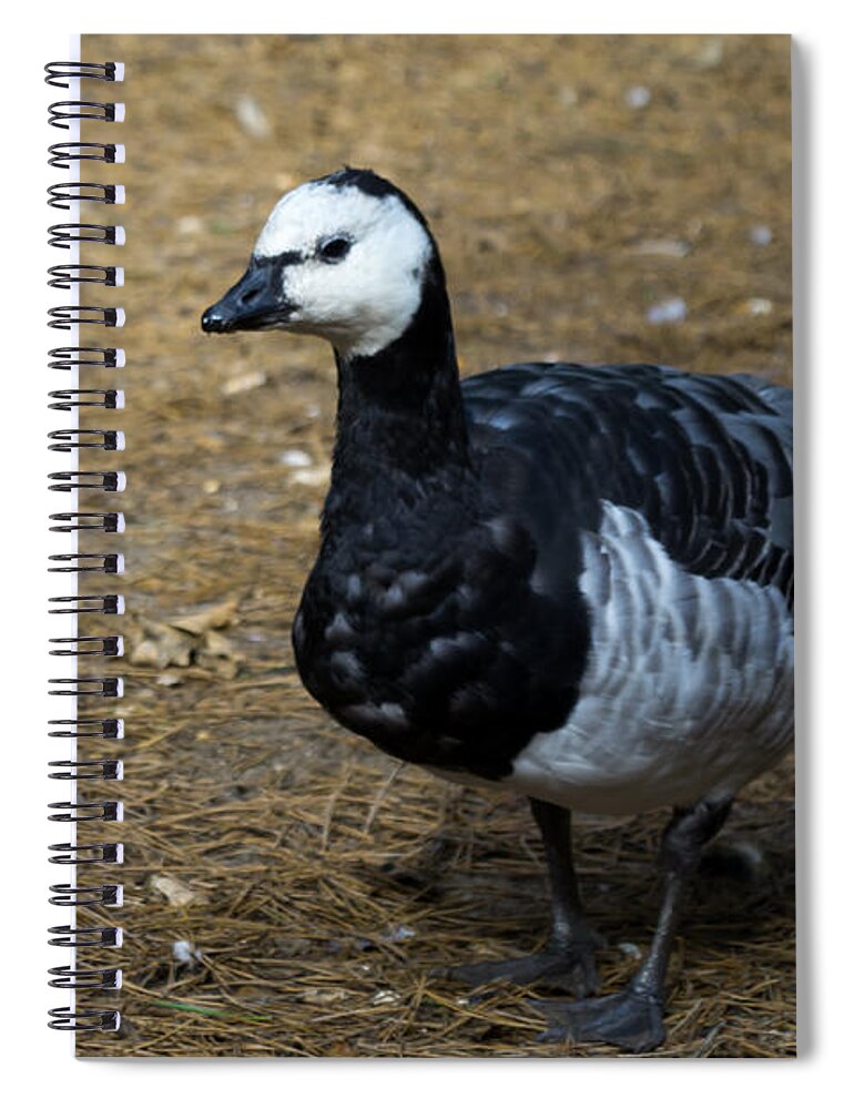 Goose Spiral Notebook featuring the photograph Bird - Grey Goose by Scott Lyons