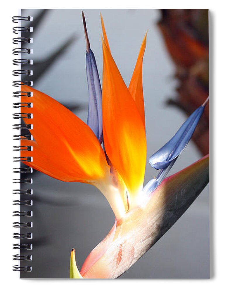 Flower Spiral Notebook featuring the photograph Bird of Paradise by Kelly Holm