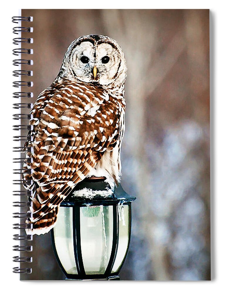 Barred Owl Print Spiral Notebook featuring the photograph Bird of Prey Barred Owl by Gwen Gibson